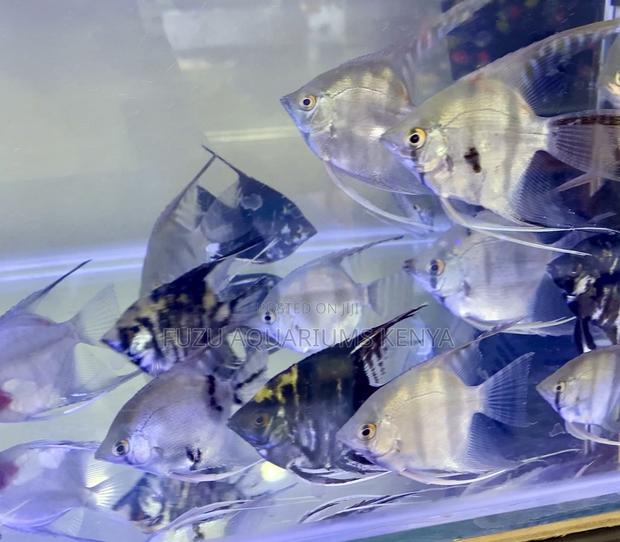 Pure Silver Angelfish – Clean Classy