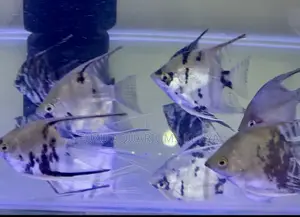 Healthy Silver Angelfish – Aquarium Ready