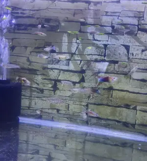 Add a Splash of Stripes – Zebra Danios for Sale