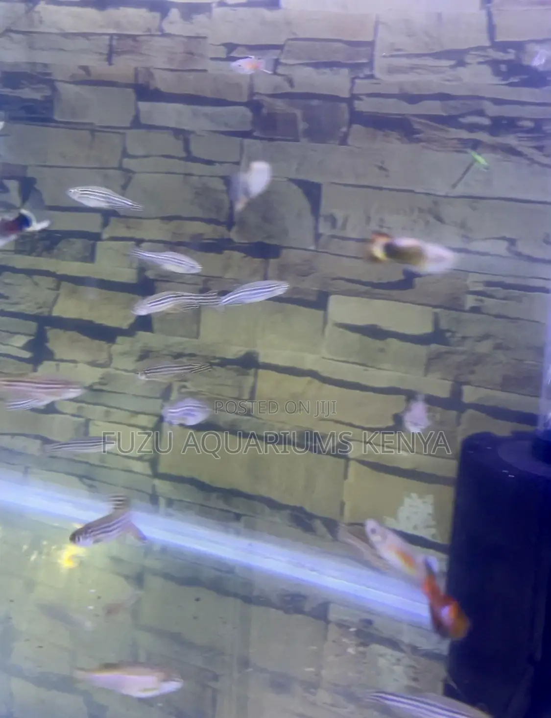 Perfect Community Fish – Get Your Zebra Danios Now