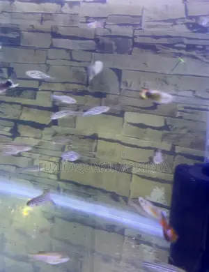 Perfect Community Fish – Get Your Zebra Danios Now