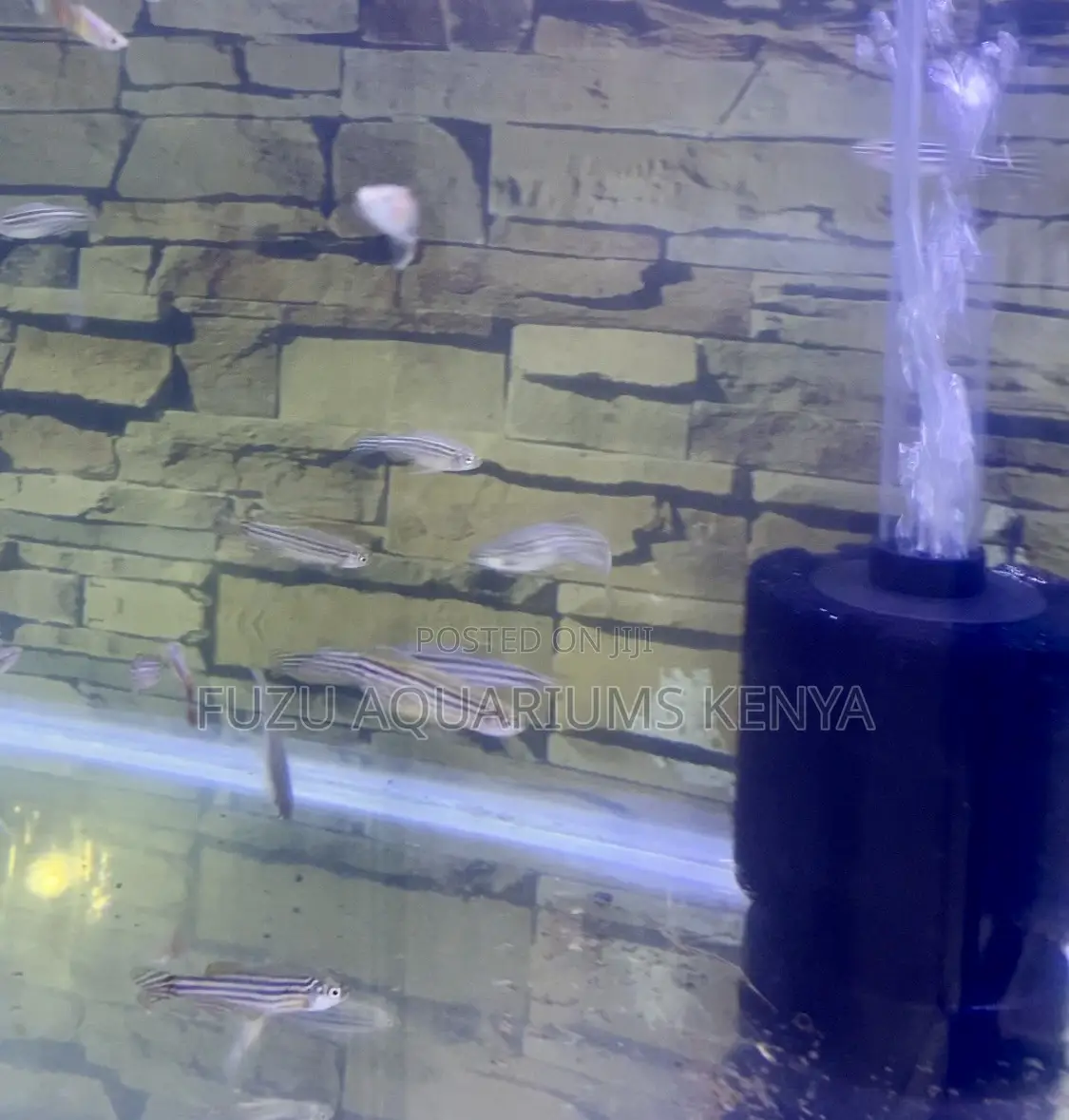 Zebra Danios – Nature’S Little Swimmers