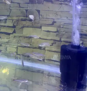 Zebra Danios – Nature’S Little Swimmers