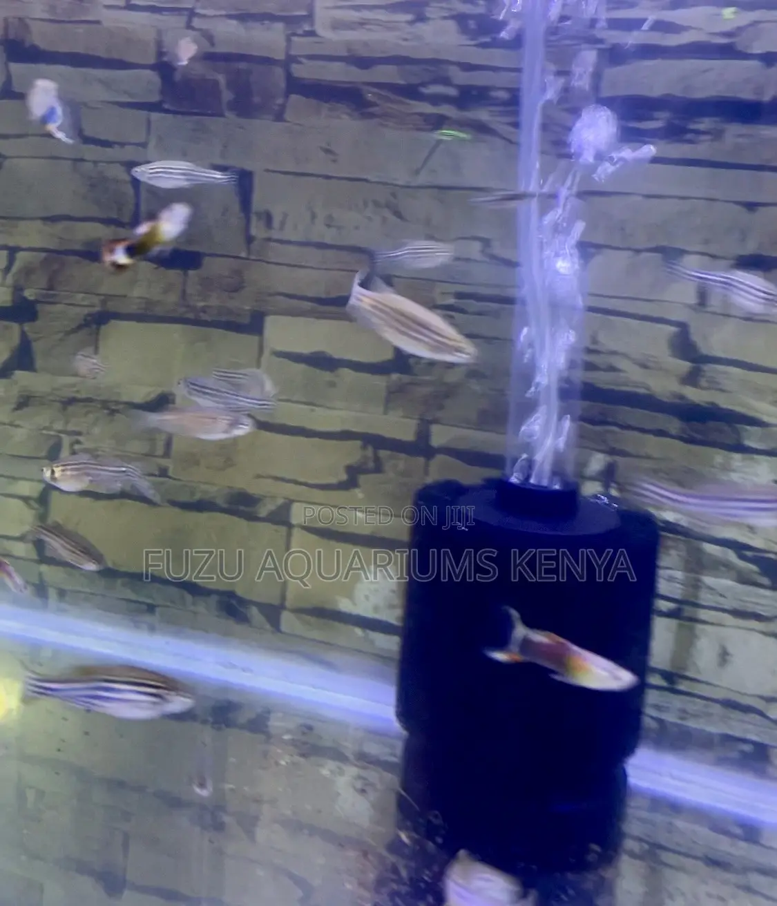 Beginner-Friendly Beauties – Shop Zebra Danios Today!