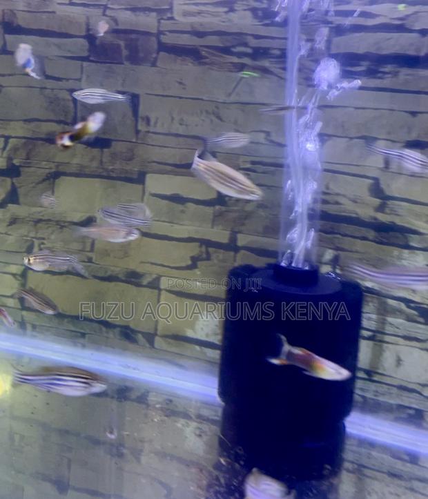 Beginner-Friendly Beauties – Shop Zebra Danios Today!