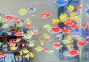 Color That Glows – Assorted Glo Tetras for Sale