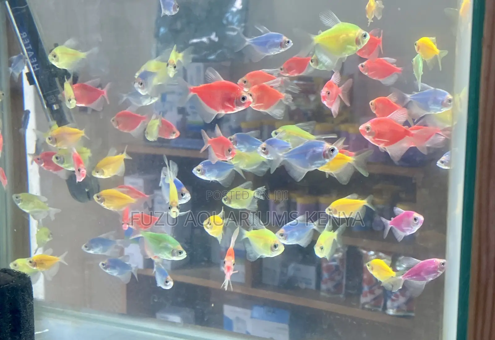 Turn on the Glow – Assorted Glo Tetras Available Now!