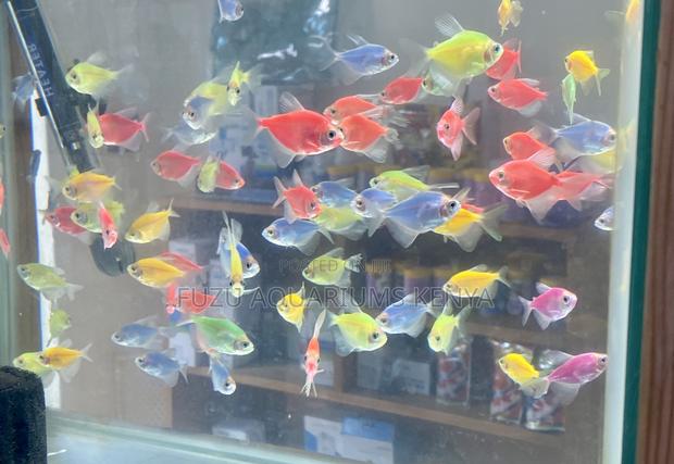 Turn on the Glow – Assorted Glo Tetras Available Now!