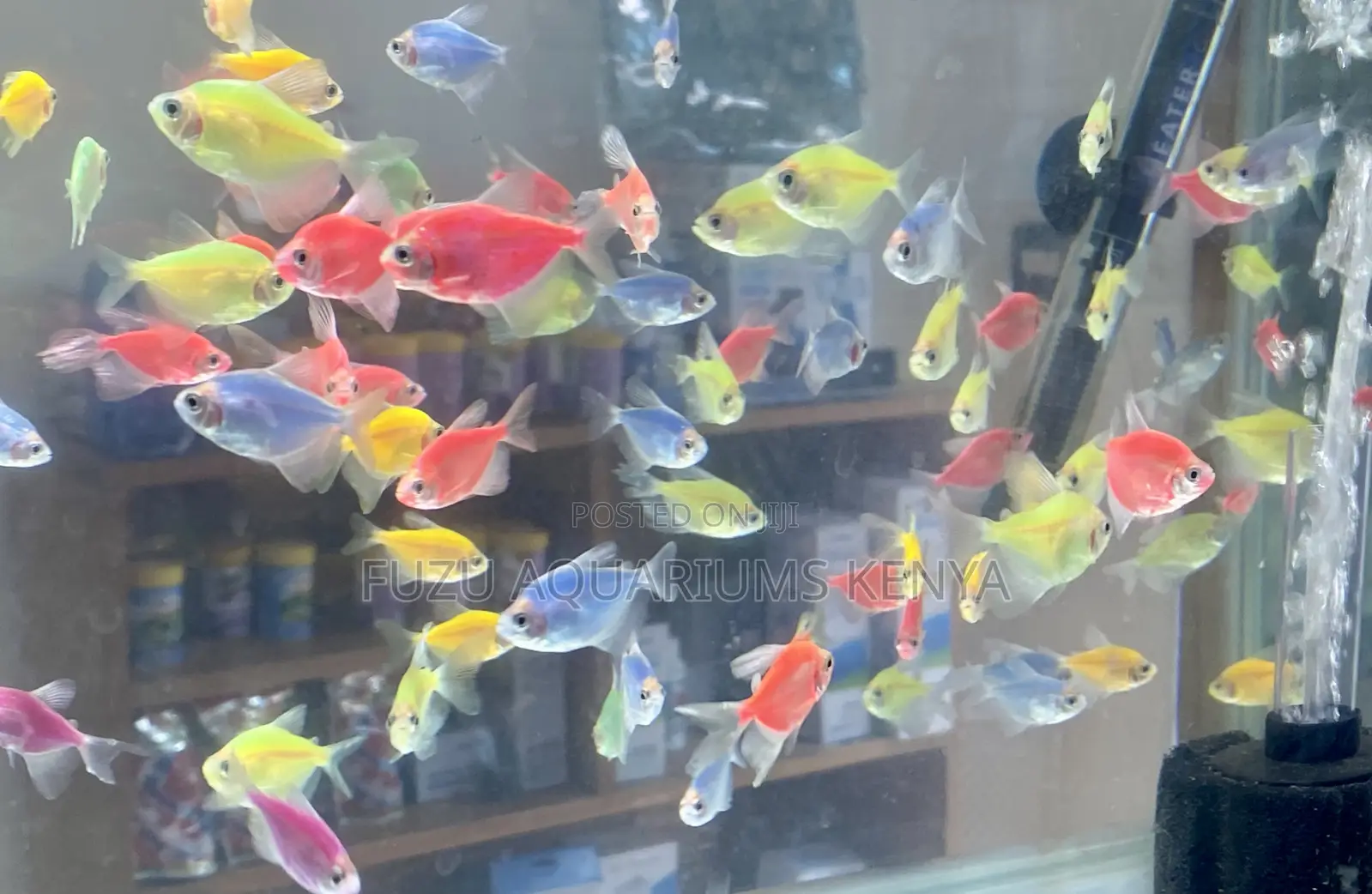 Glowing Wonders – Assorted Glo Tetras in Every Color