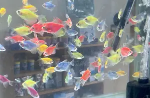 Glowing Wonders – Assorted Glo Tetras in Every Color