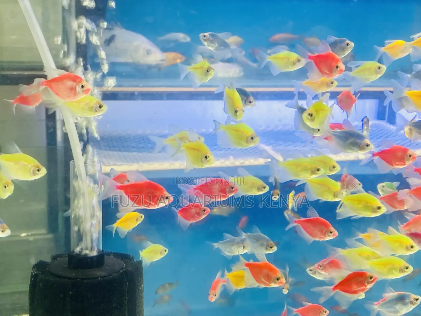 Make Your Aquarium Pop With Assorted Glo Tetras