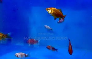 Golden Elegance – Mixed Goldfish for Every Aquarium