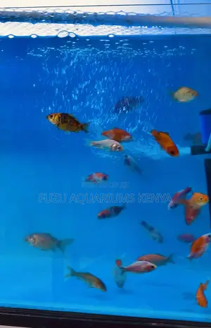Swim in Style – Get Your Mixed Goldfish Today!