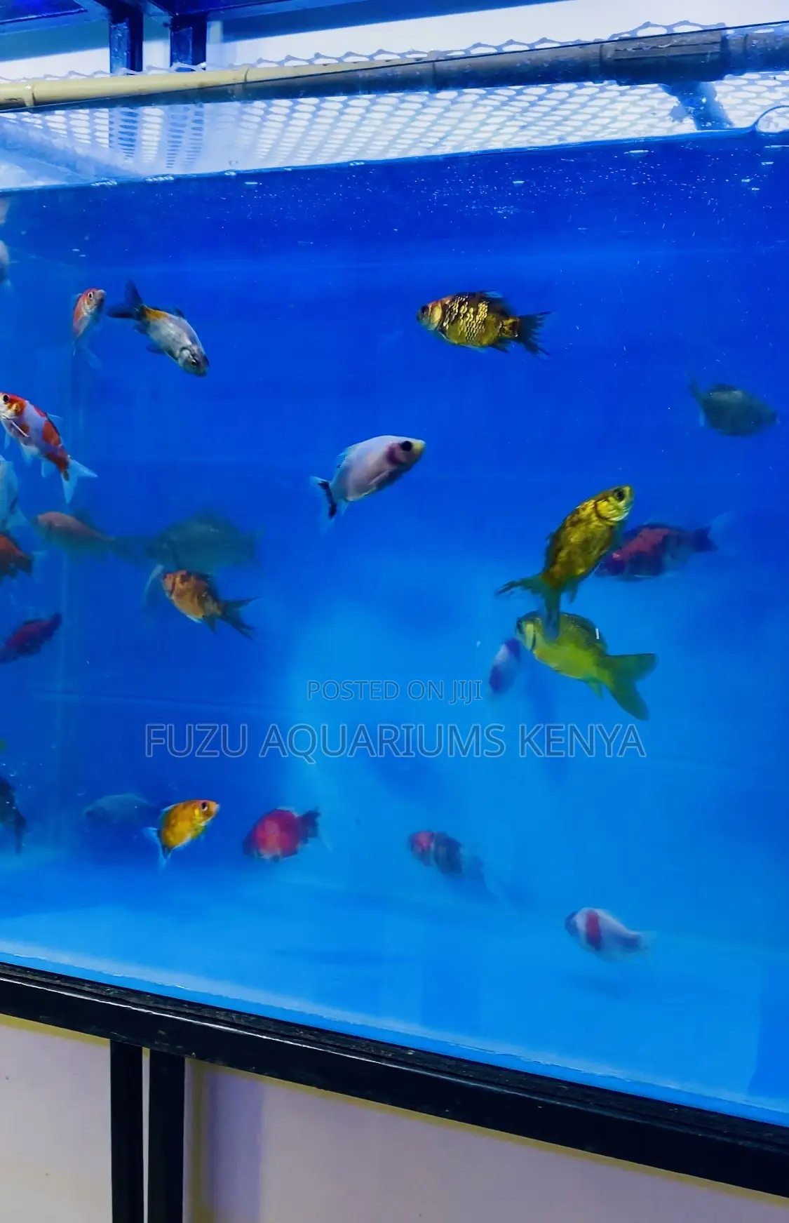 Endless Variety – Mixed Goldfish for Sale