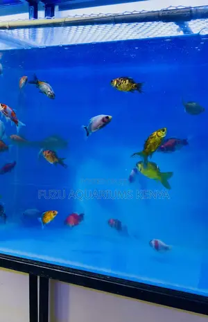 Endless Variety – Mixed Goldfish for Sale