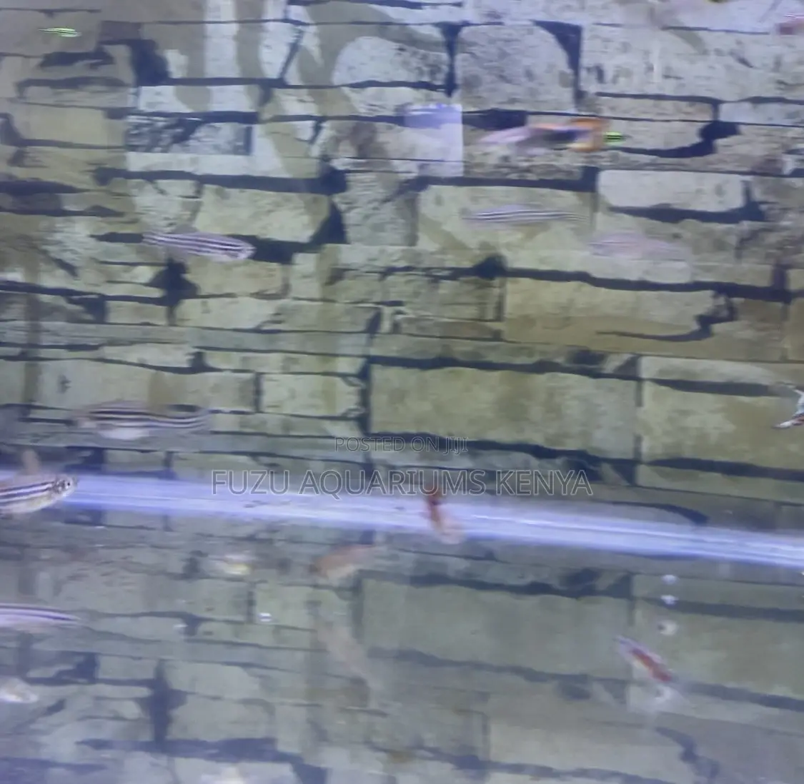 Zebra Danios – Nature’S Lively Swimmers