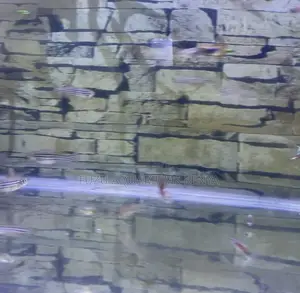 Zebra Danios – Nature’S Lively Swimmers
