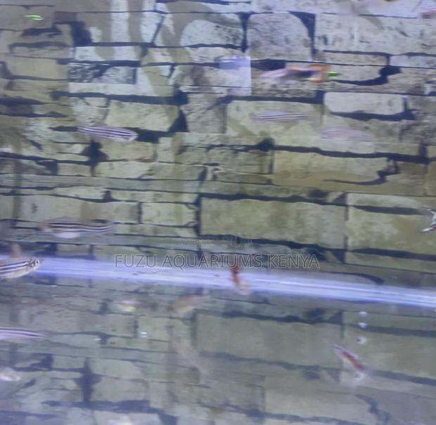 Zebra Danios – Nature’S Lively Swimmers