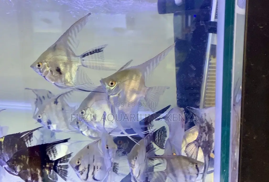 Fantastic Silver Angelfish – Aquarium Ready