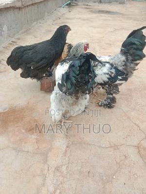 Fertilized Brahma Eggs - thumbnail 2