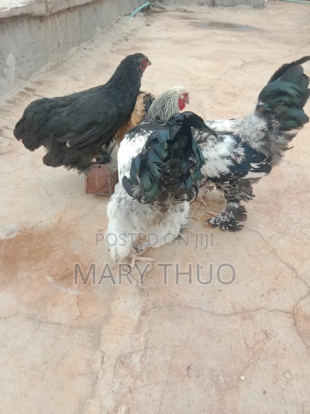 Fertilized Brahma Eggs - main view