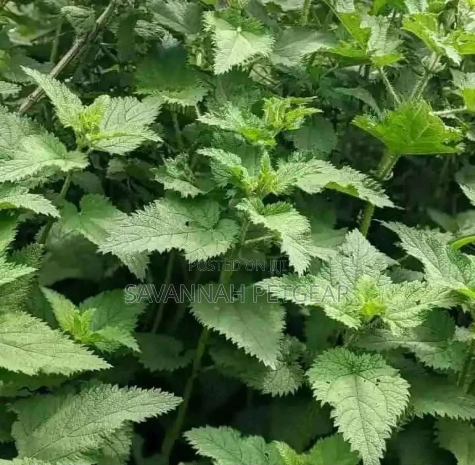 Stinging Nettle (Urtica Dioica) Seedlings - 20 Pieces