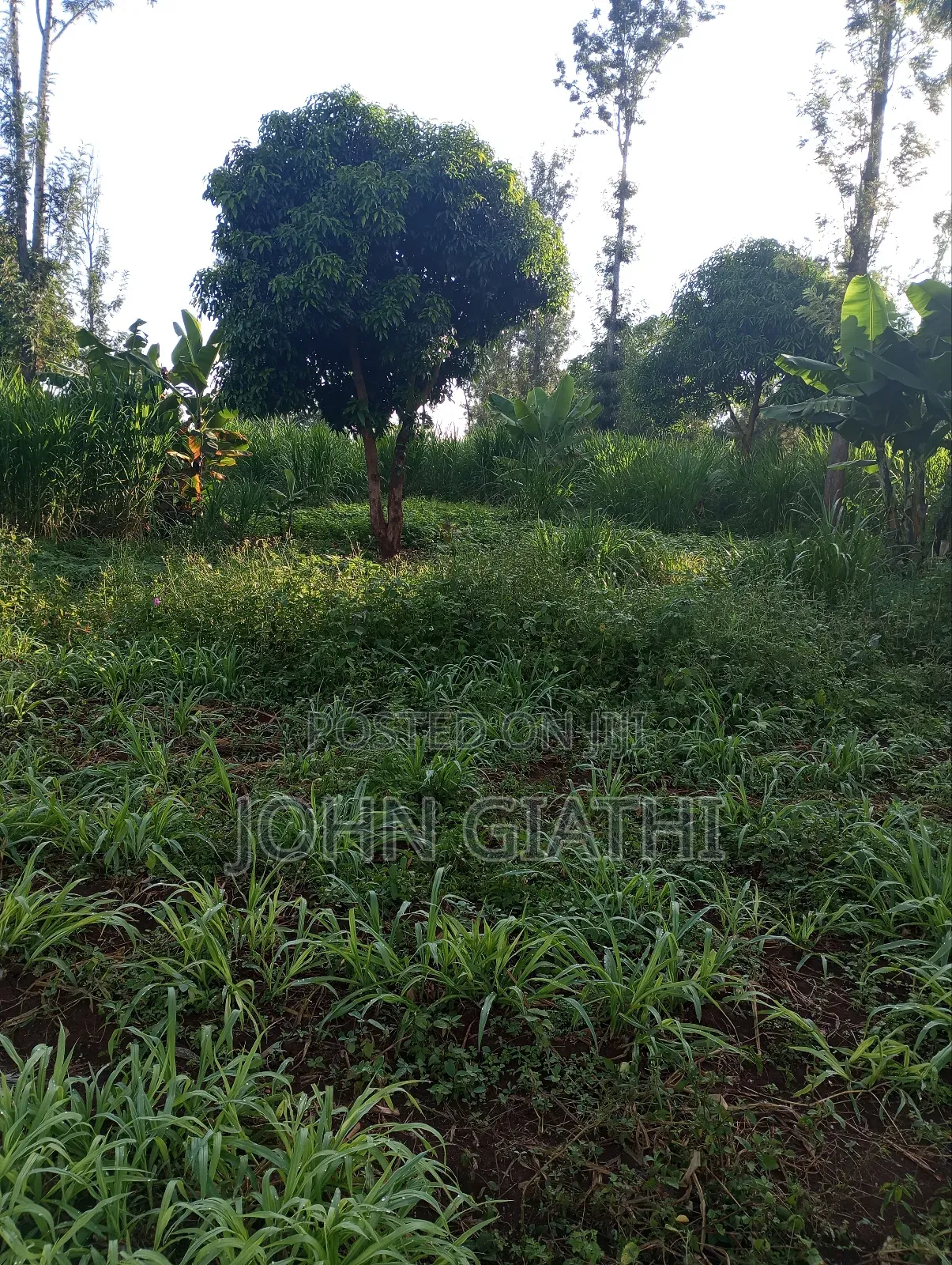 3 Acre of Prime Land on Sale at Karibaribi Near Bubbles Hotel