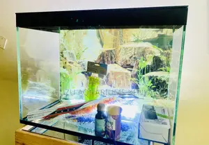 Modern Aquarium Design – Fully Loaded