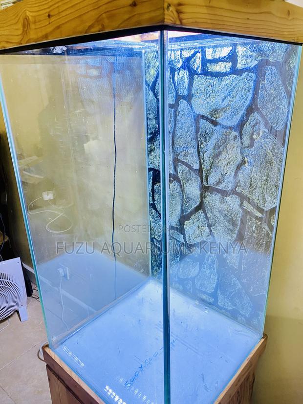 Tall Glass Aquarium – Fully Stocked Lit