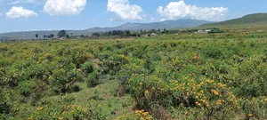 Plots for Sale