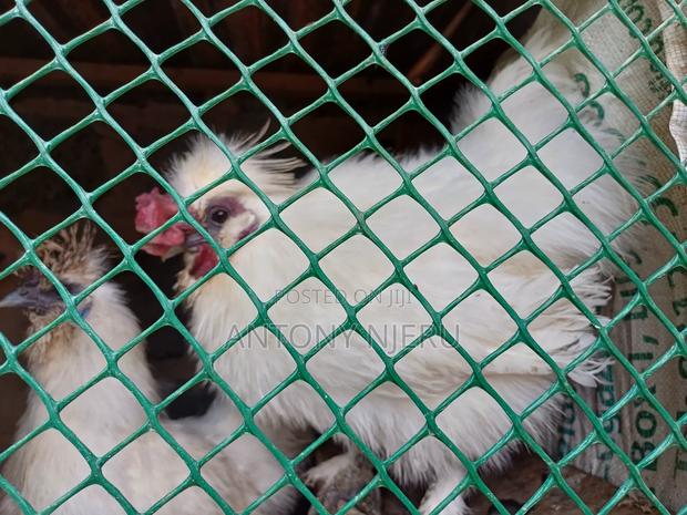 White Bantam Chicken + Eggs - thumbnail 5