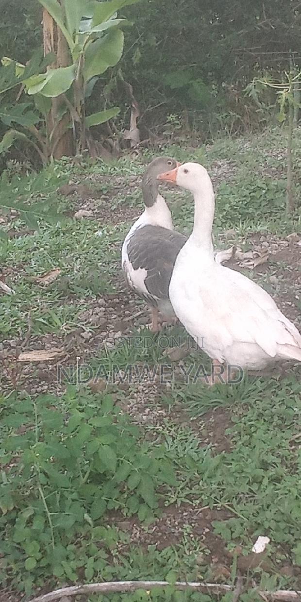 Geese for Sale - main view