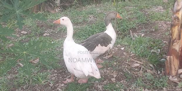Geese for Sale - thumbnail 3