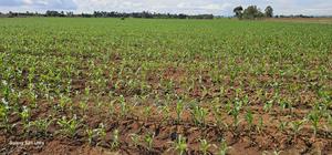 4 Acres for Sale in Kapropu Eldoret Fully Arable - thumbnail 2