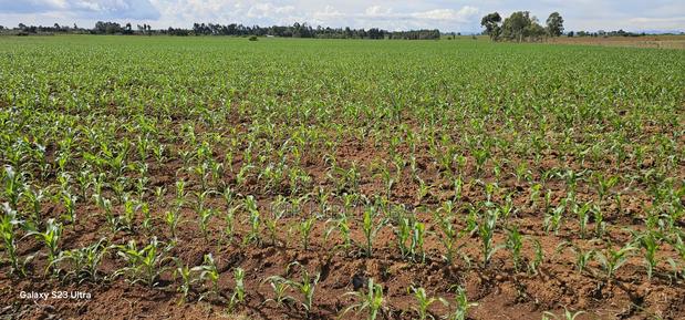 4 Acres for Sale in Kapropu Eldoret Fully Arable - main view