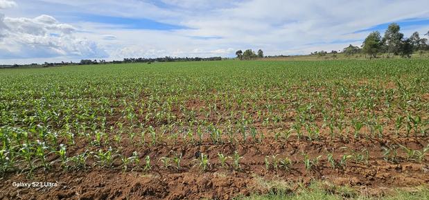 4 Acres for Sale in Kapropu Eldoret Fully Arable - thumbnail 3