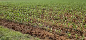 4 Acres for Sale in Kapropu Eldoret Fully Arable