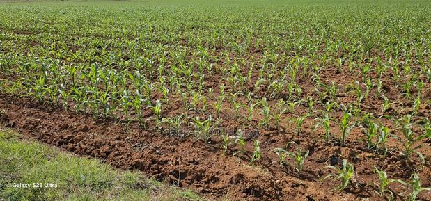 4 Acres for Sale in Kapropu Eldoret Fully Arable - thumbnail 4