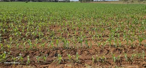 4 Acres for Sale in Kapropu Eldoret Fully Arable