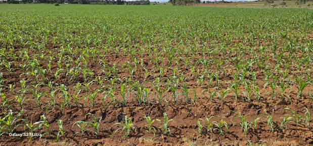 4 Acres for Sale in Kapropu Eldoret Fully Arable - thumbnail 5