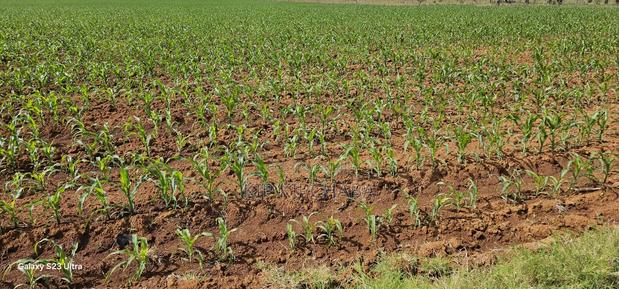 4 Acres for Sale in Kapropu Eldoret Fully Arable - thumbnail 6