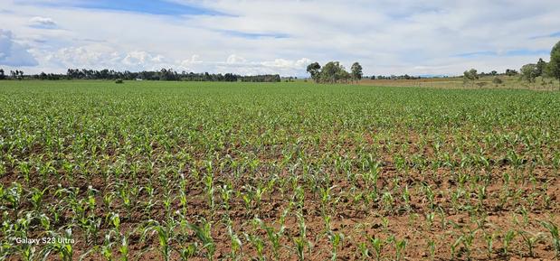 4 Acres for Sale in Kapropu Eldoret Fully Arable - thumbnail 8