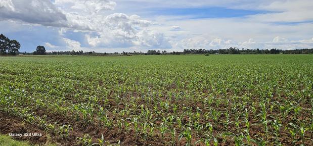 4 Acres for Sale in Kapropu Eldoret Fully Arable - thumbnail 10