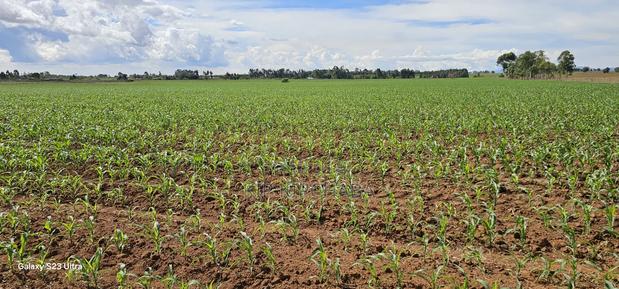 4 Acres for Sale in Kapropu Eldoret Fully Arable - thumbnail 11