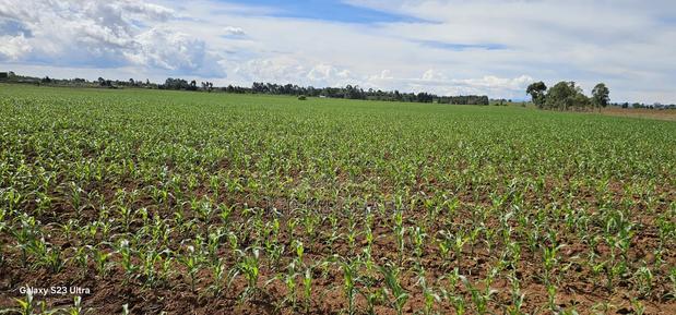 4 Acres for Sale in Kapropu Eldoret Fully Arable - thumbnail 12
