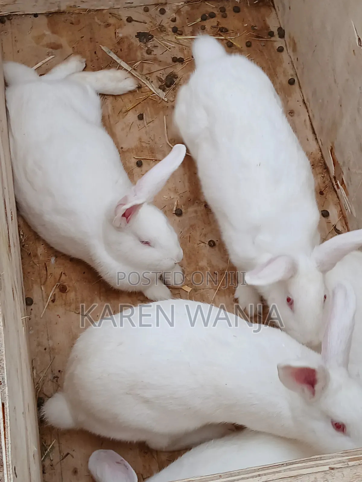 Newzealand Rabbit Breeders.