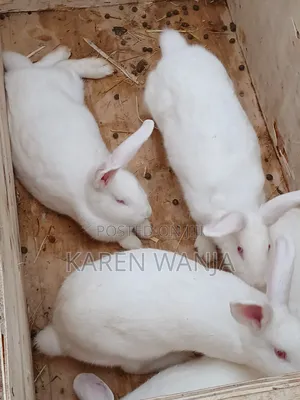 Newzealand Rabbit Breeders.