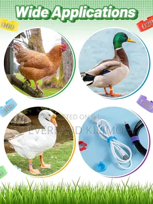 Poultry Id Bands
