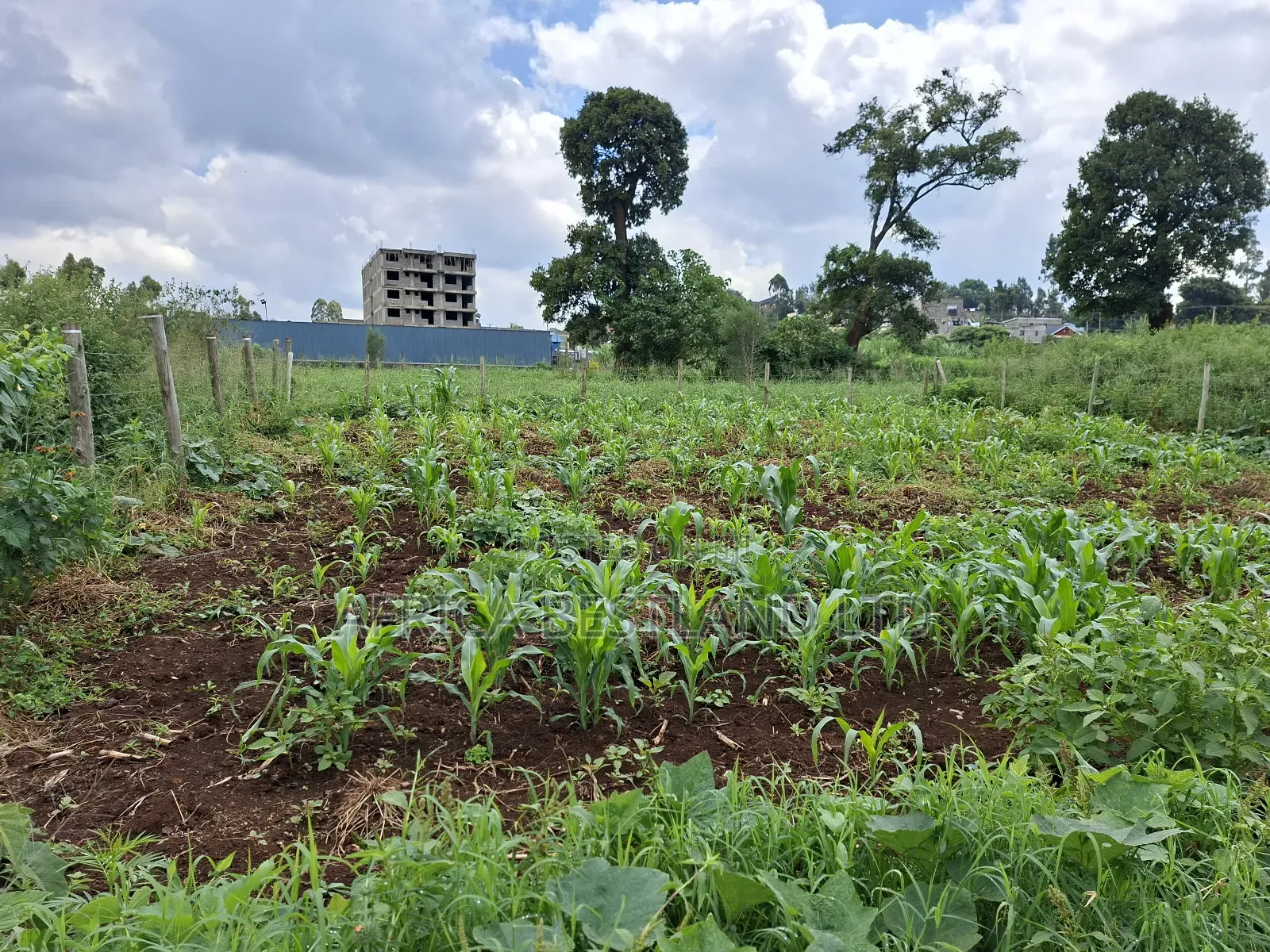 50x100 Available Plot for Sale in Ruaka Muchatha