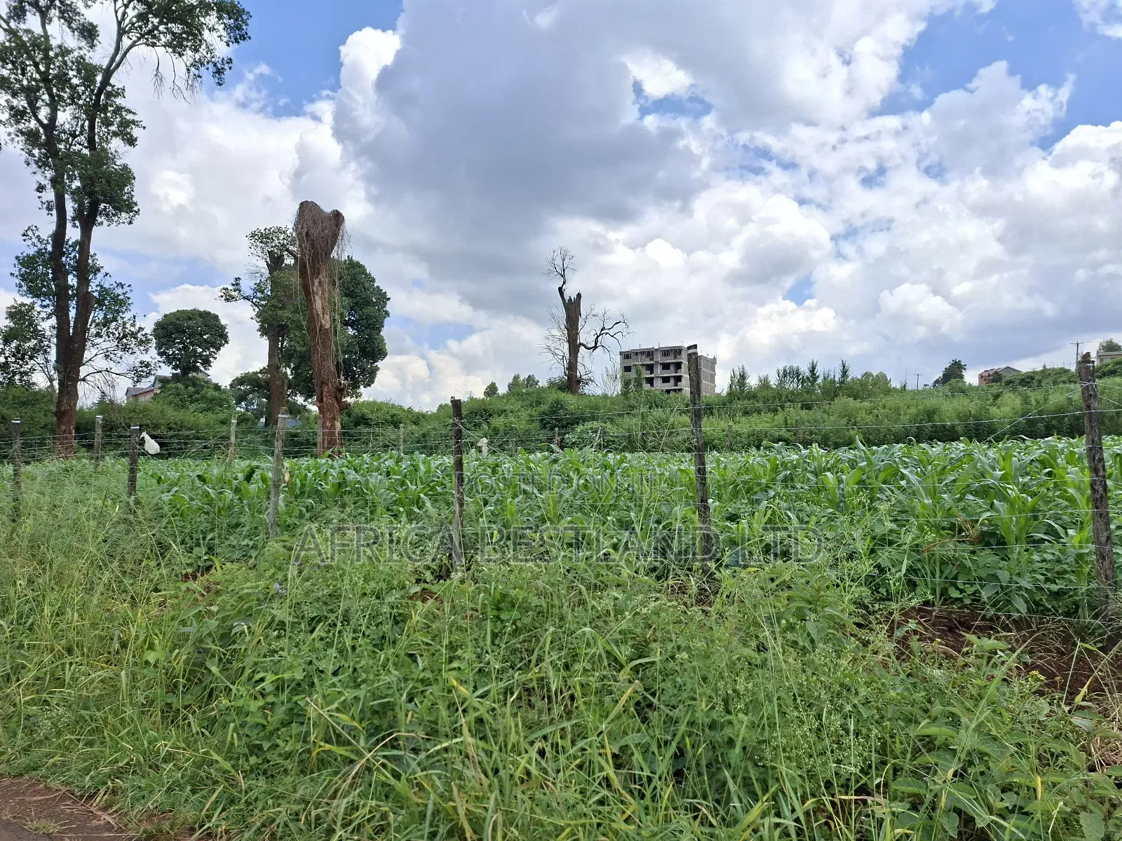 50x100 Available Plot for Sale in Ruaka Muchatha